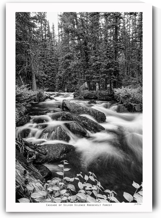 Cascade of Silver Silence Roosevelt Forest by Bo Insogna