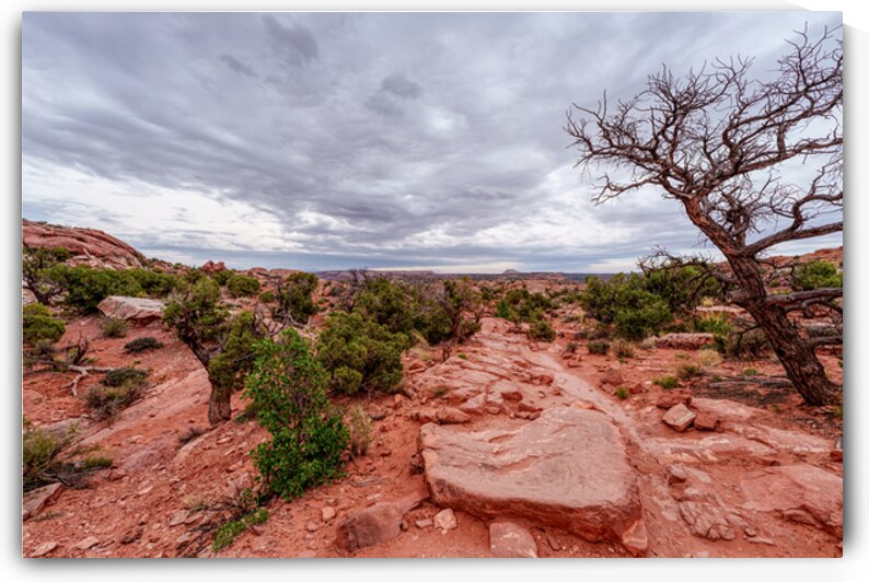 Canyonlands Desert Landscape Upheaval Trail by Jennifer White
