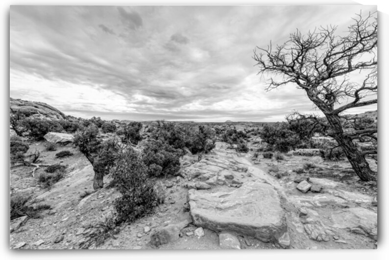 Canyonlands Desert Landscape Upheaval Trail Grayscale by Jennifer White