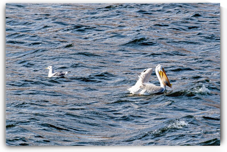 White Pelican with fish in pouch and fin showing by Lisa von Biela