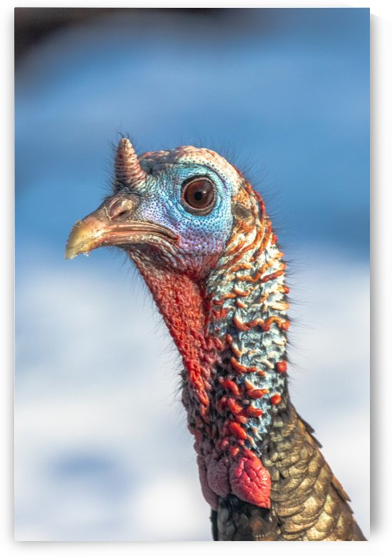 Wild Turkey Beauty Shot by Joe Riederer
