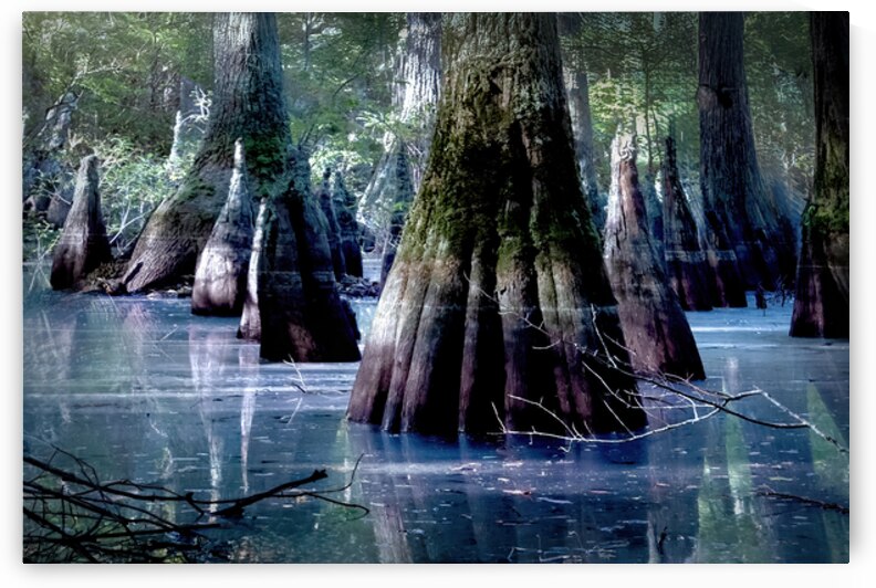 State Park Cypress Trees at Sunrise by Norma Brandsberg Photography