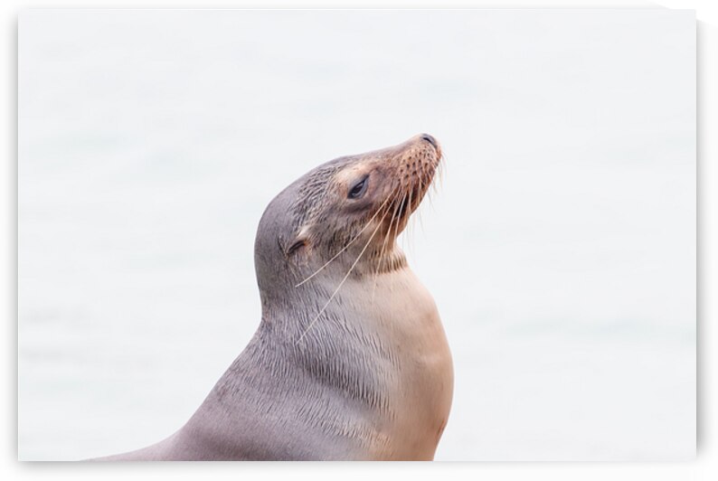 Sea lion from side isolated against white background Galapagos Islands Ecuador by Ad Gr