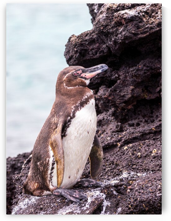Galapagos Penguin Spheniscus mendiculus standing on black rocks Galapagos National Park Ecuador by Ad Gr