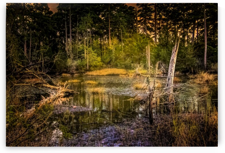 Serene Virginia Forest Swamp at Dusk by Norma Brandsberg Photography