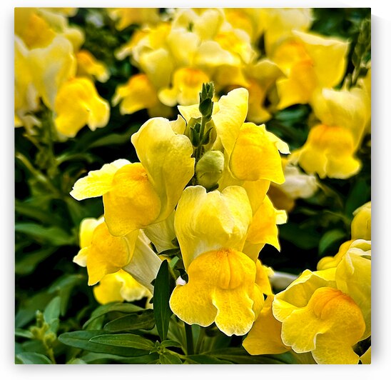 Yellow Snap Dragons in Bloom by Bill Swartwout Photography