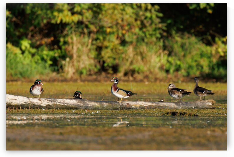0C5A2812 Wood Ducks by Touch Of Frank Photography