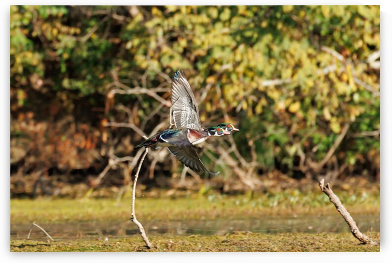 0C5A2904 Wood Ducks In Flight by Touch Of Frank Photography