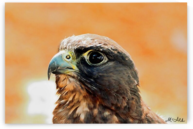 Falcon Portrait in Warm Tones  Intense Eye  Sharp by M ALK