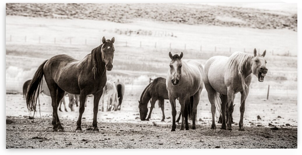Wild Bonds   Wyoming Fellowship by Dream World Images
