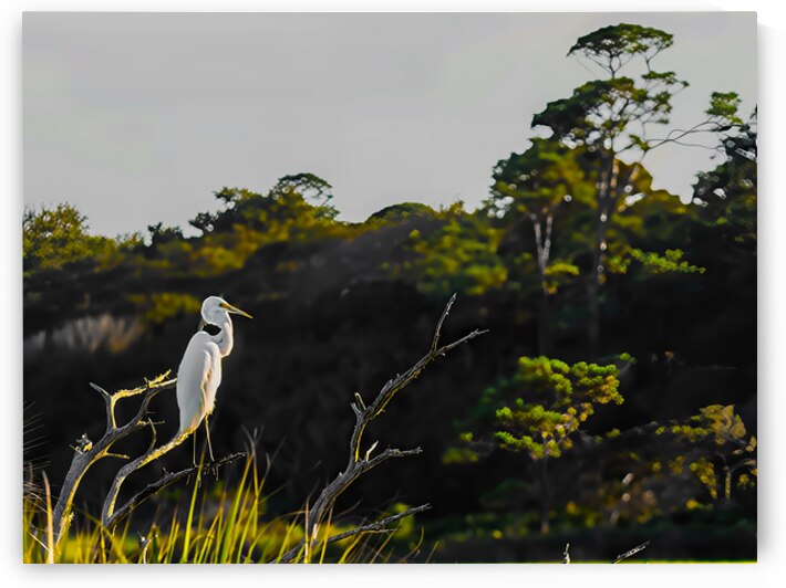 Guana Birds 4 by Against The Wind Images