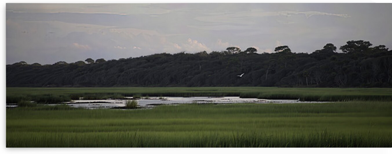 Guana birds 6700 Edit by Against The Wind Images