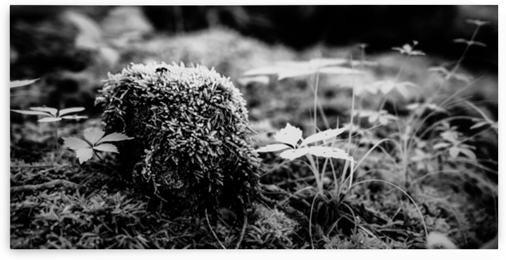 Mossy Whispers by Dream World Images