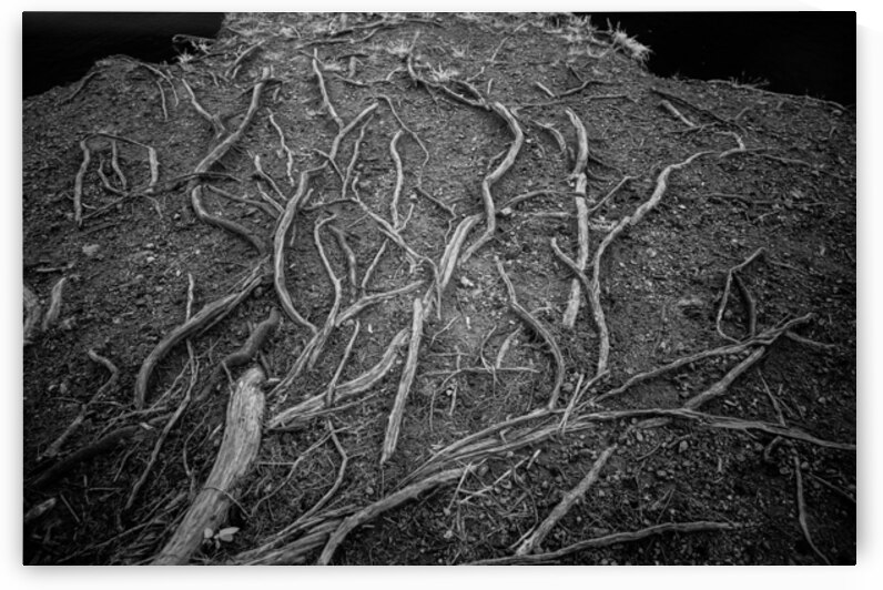 Veins of the Earth by Dream World Images