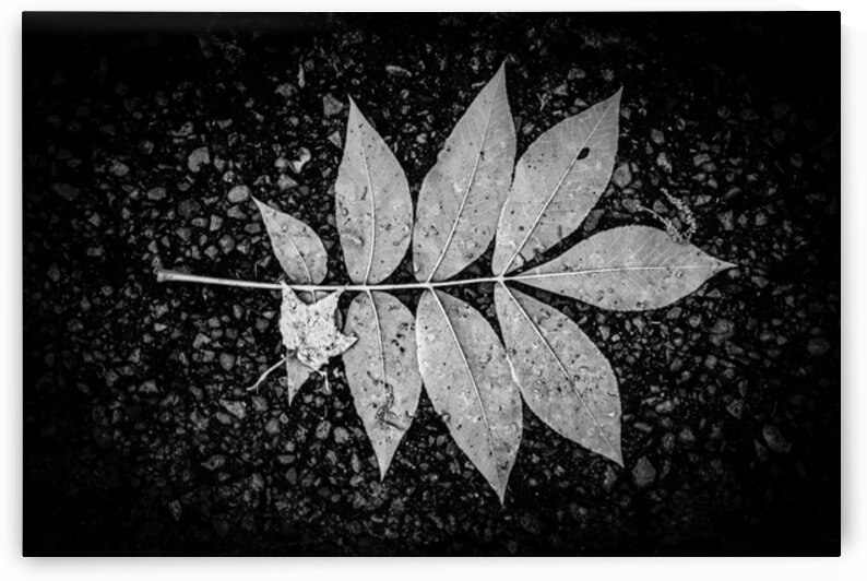 Autumns Solitude: Single Leaf Portrait by Dream World Images