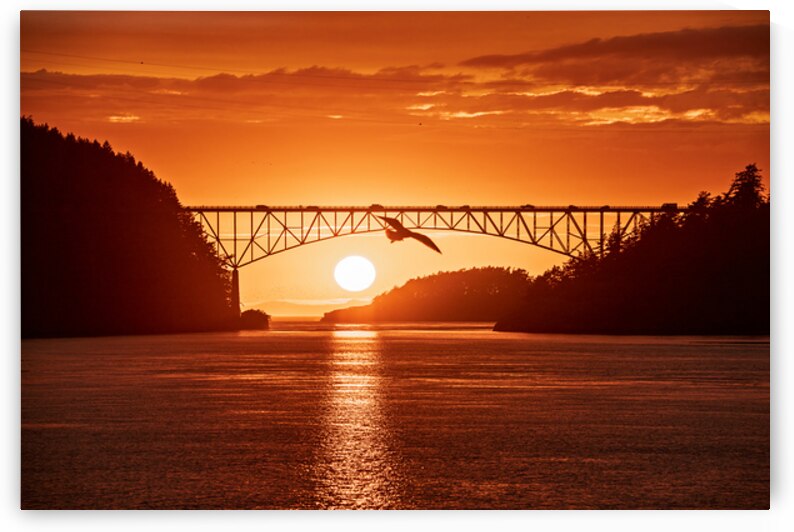 Seagull Sunset 1 by Gary Skiff Photography