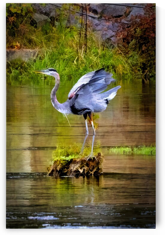 Great Blue Heron Nature Art – Northeast Tennessee by Shelia Hunt Photography