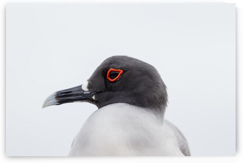 swallow tailed gull close up in profile galapagos red circle around eye. by Ad Gr