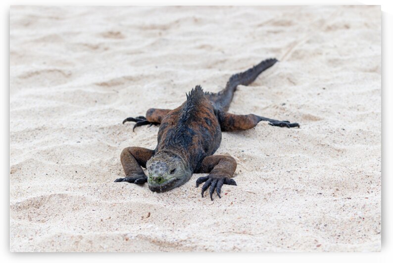Marine iguana on white sand beach in Galapagos Islands Ecuador by Ad Gr