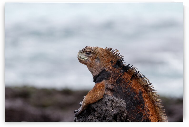 Marine iguana sleeping on black lava rock in Galapagos Islands Ecuador by Ad Gr
