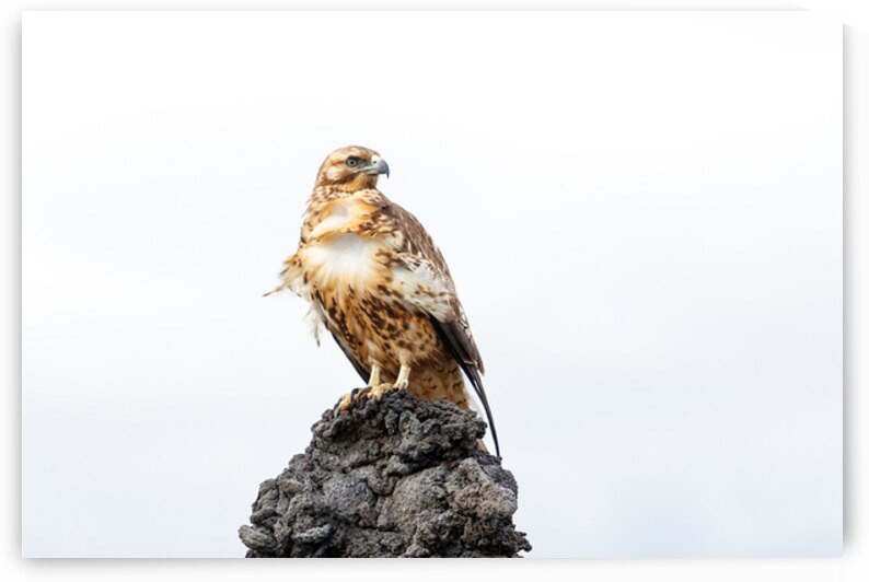 Hawk on branch Galapagos ecuador. by Ad Gr