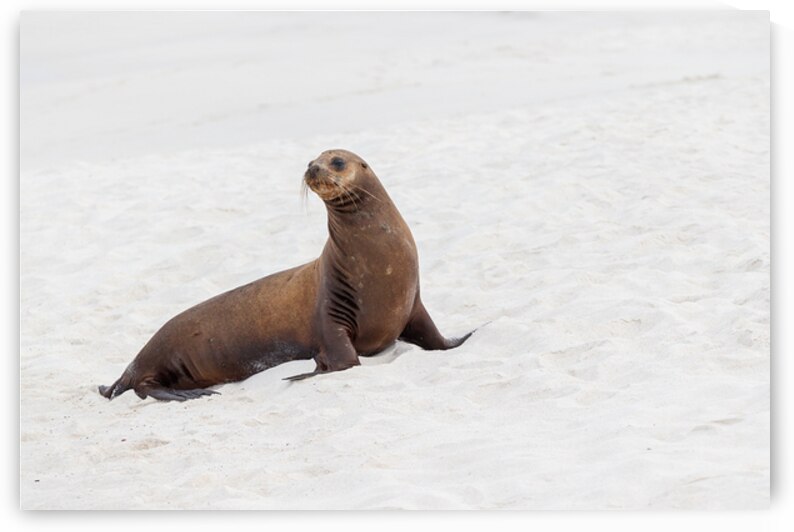 Sea lion standing isolated on white sand beach Galapagos Islands Ecuador. by Ad Gr