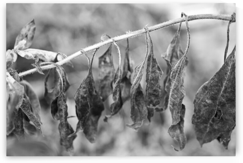 Tired Fall Leaves Black and White by Iris H Richardson