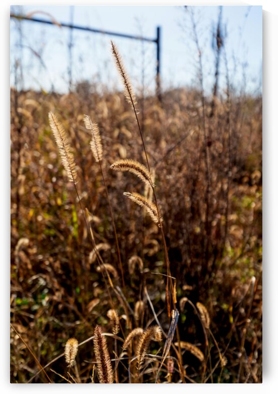 Foxtail Glow Fall Season by Jennifer White