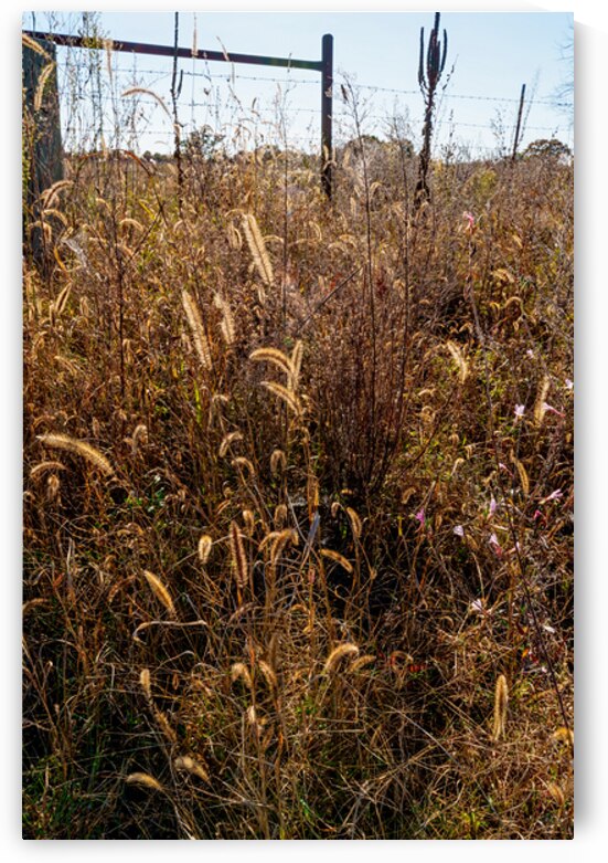 Foxtail Grass In The Autumn Light by Jennifer White