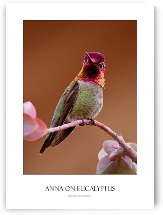 Anna on Eucalyptus Poster by Cindy Moleski