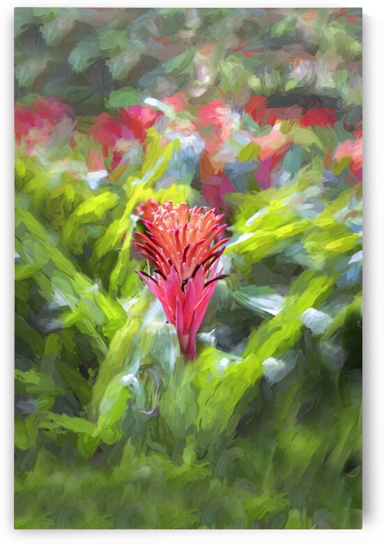 Flowering Bromeliads Red Guzmania X140 1 by Rich Franco