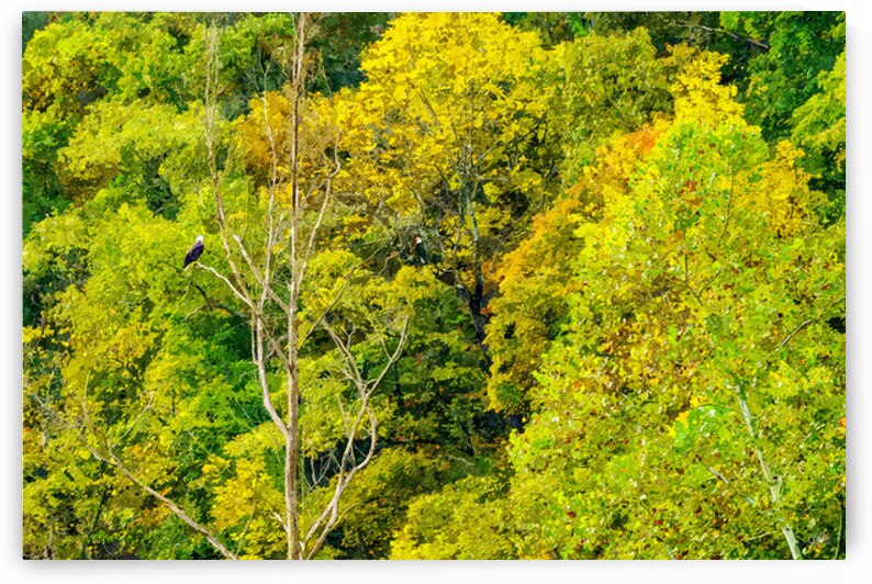 Two Eagles Among Autumn Trees Painterly by Jennifer White