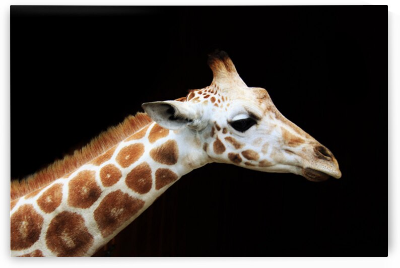 Ollie Giraffe by Karen Silvestri