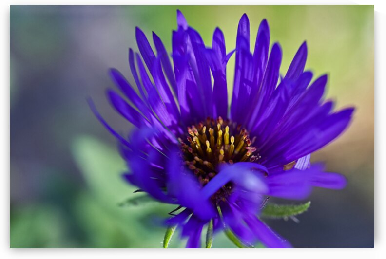 New England Aster 1004 by Iris H Richardson
