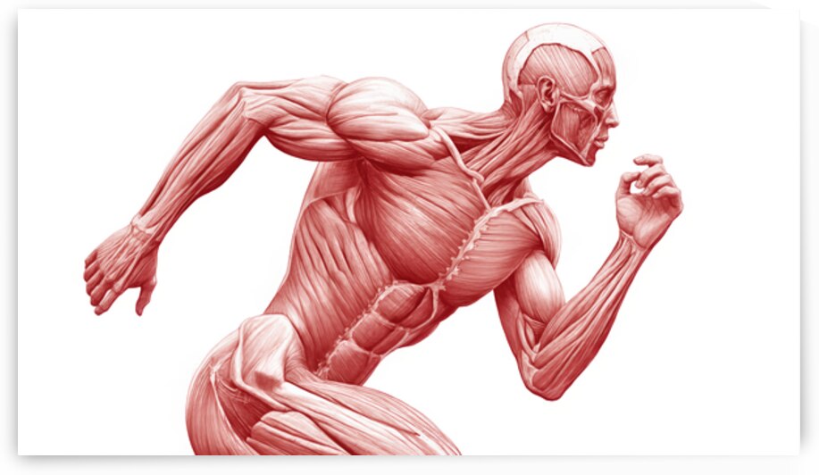 Muscular System in Motion – Human Anatomy Runner by MotivatePrints