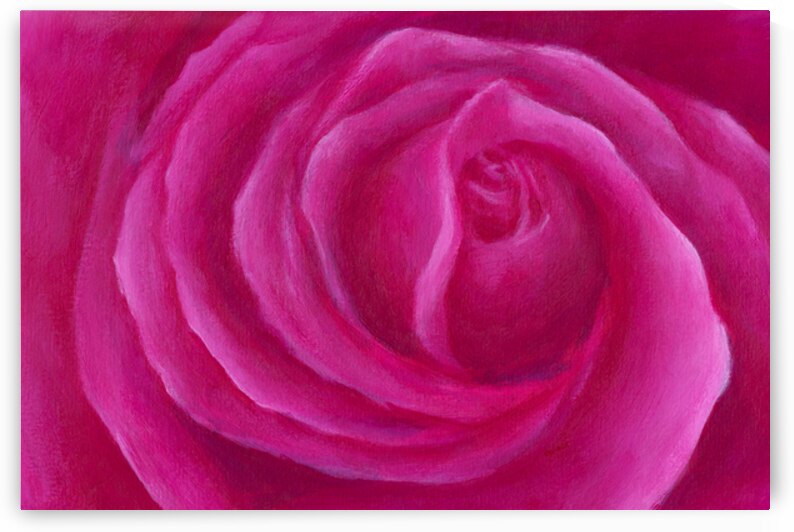 Pink rose spiral by Karen Kaspar
