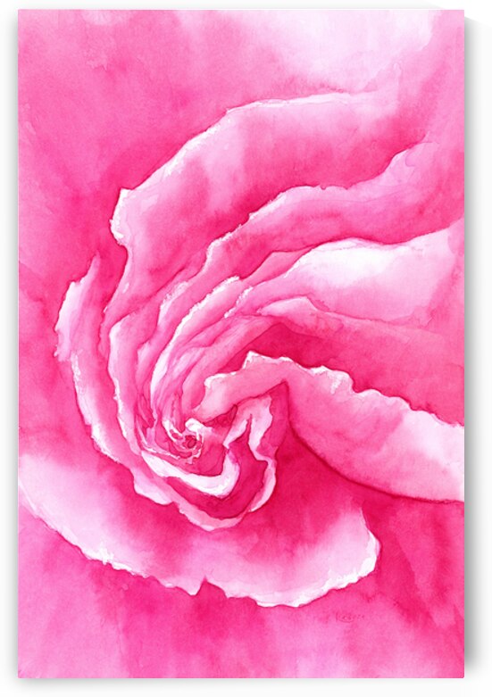 Pink Rose close up watercolor painting  by Karen Kaspar