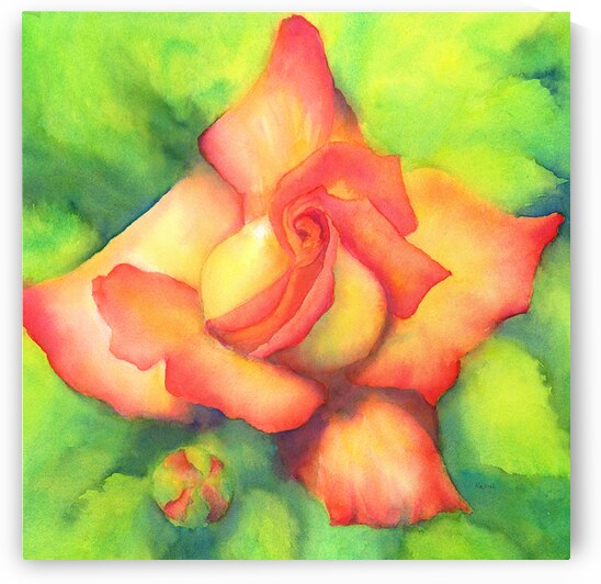 Velvety peachy rose watercolor painting by Karen Kaspar
