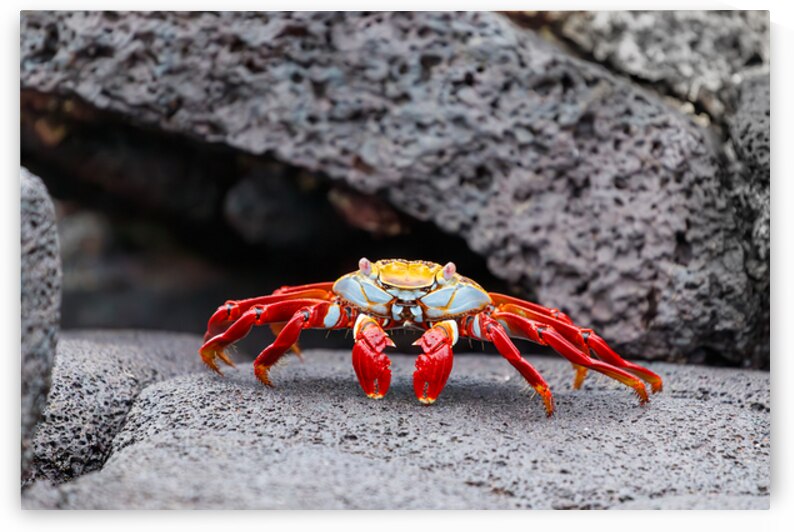 Sally Lightfoot crab on Galapagos Islands by Ad Gr
