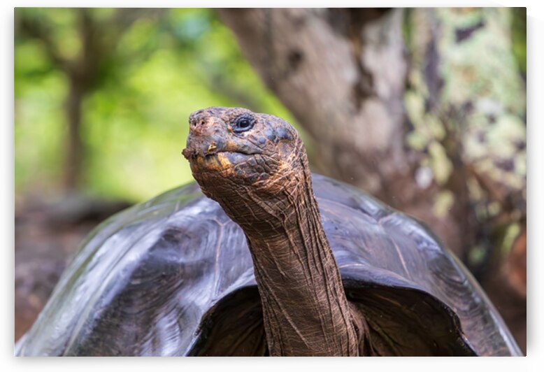 Giant Tortoise or turtle walking sticking head out in forest on the island of Santa Cruz in the Galapagos by Ad Gr