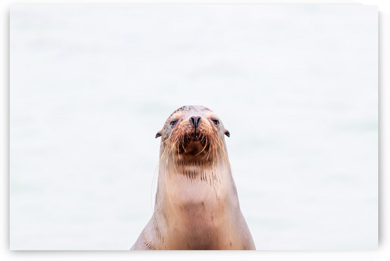 Sea Lion portrait isolated on white background galapagos ecuador by Ad Gr