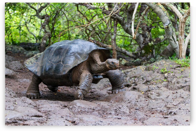Giant Tortoise or turtle walking through mud in forest on the island of Santa Cruz in the Galapagos by Ad Gr