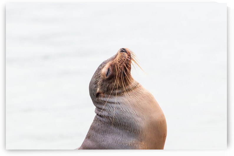 Sea Lion profile isolated on white background galapagos ecuador by Ad Gr