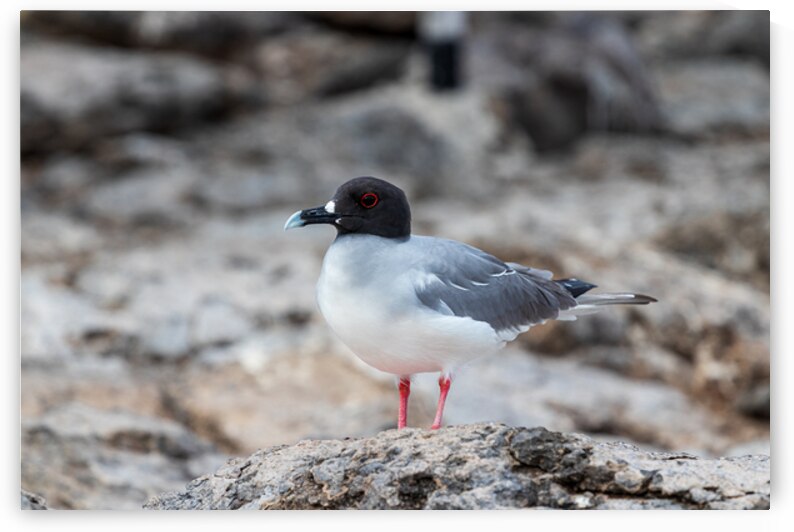 swallow tailed gull in profile galapagos red circle around eye by Ad Gr