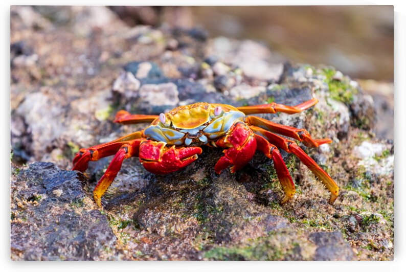 Sally Lightfoot crab on Galapagos Islands by Ad Gr