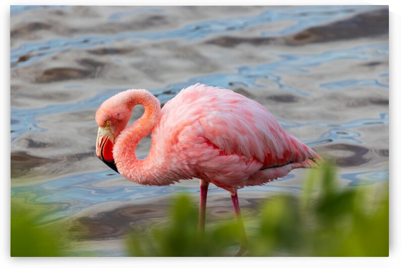 Flamingo in Isabela Island Galapagos ecuador by Ad Gr