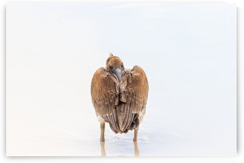 Brown Pelican with head in feathers resting on beach isolated in Galapagos islands by Ad Gr