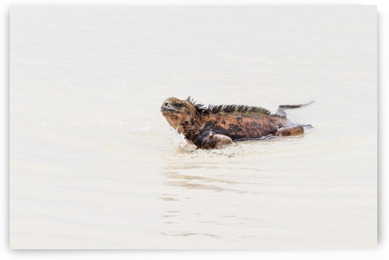 galapagos marine lizard or iguana walking through shallow water on white sand beach by Ad Gr