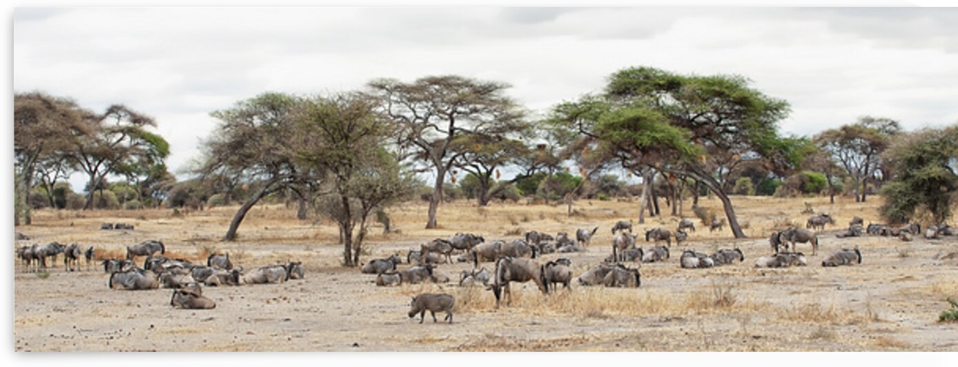Wildebeest & Warthogs  by Ricky A Richardson 