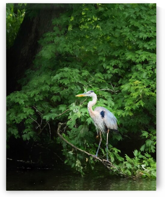 Great Blue Heron  by Ricky A Richardson 